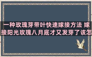 一种玫瑰芽带叶快速嫁接方法 嫁接阳光玫瑰八月底才又发芽了该怎么管理